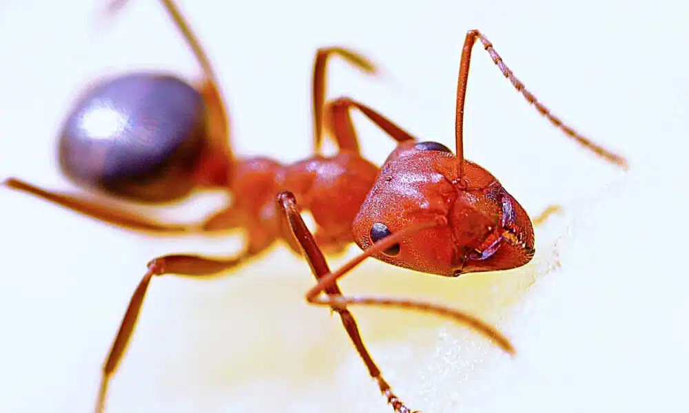 3 Solutions pour mettre fin aux insectes dans votre maison à Villeurbanne
