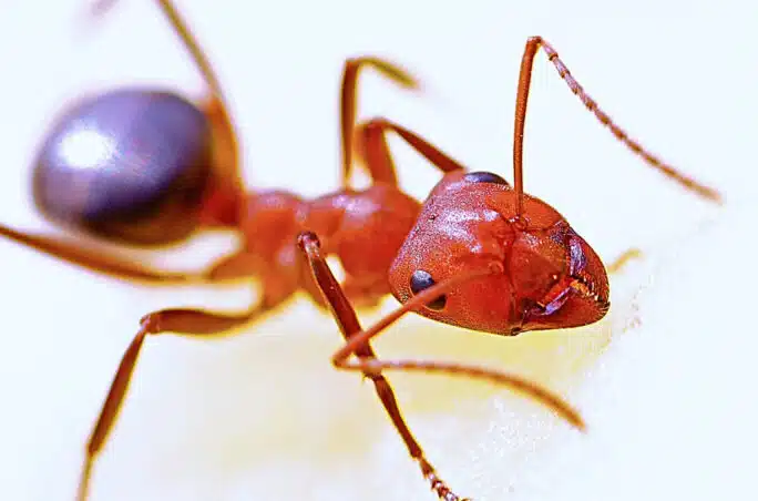 3 Solutions pour mettre fin aux insectes dans votre maison à Villeurbanne