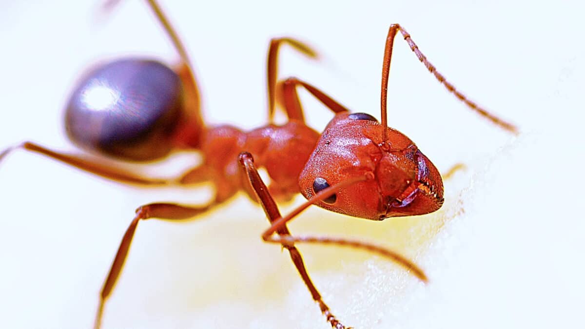 3 Solutions pour mettre fin aux insectes dans votre maison à Villeurbanne